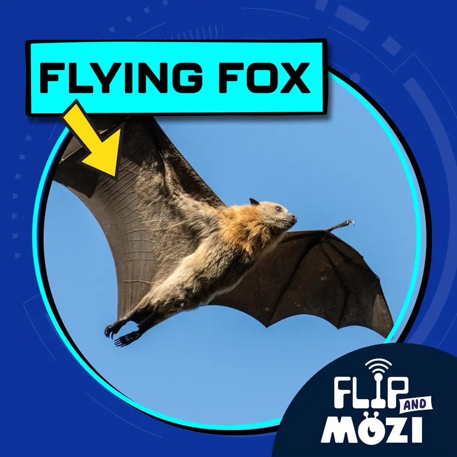 Flip and Mozi