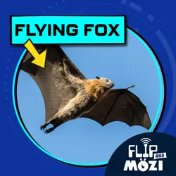 Flying Fox