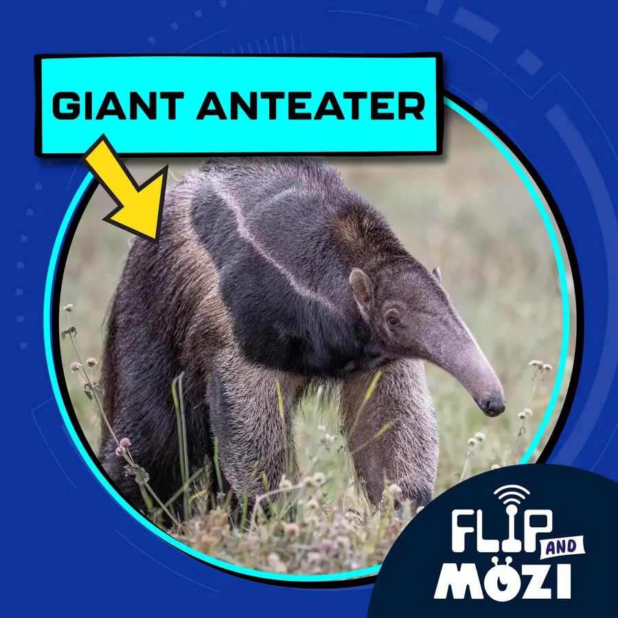 Flip and Mozi