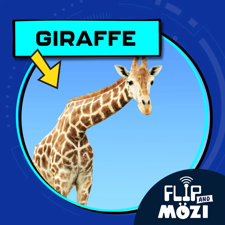 Flip and Mozi