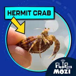 Hermit Crab (11/17/22)