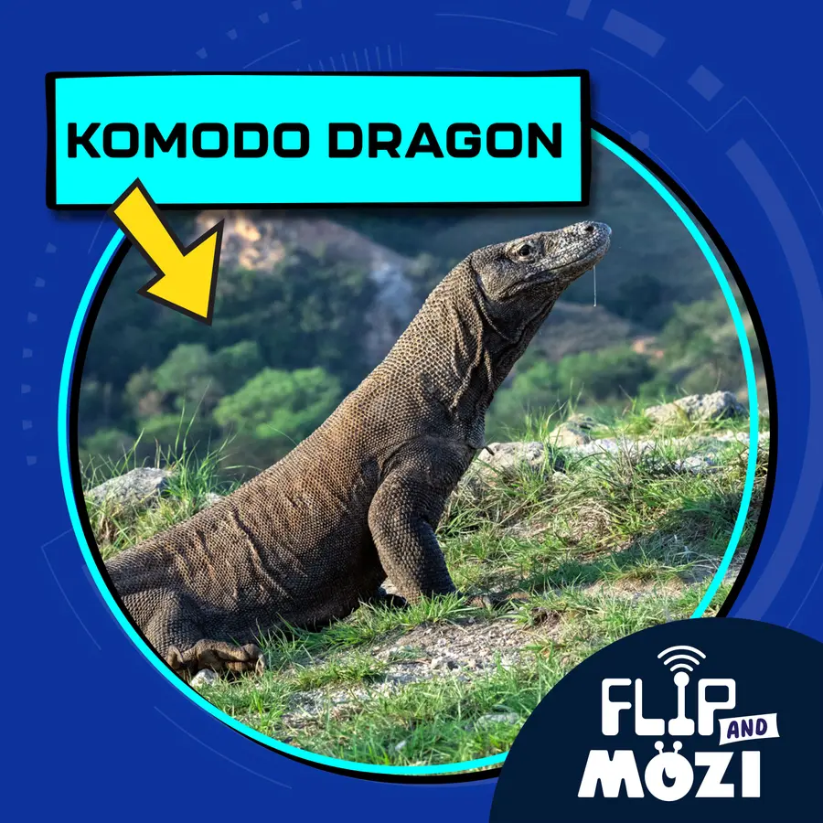 Flip and Mozi