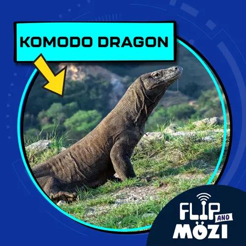 Flip and Mozi