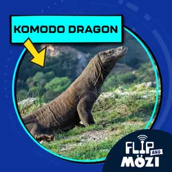 Komodo Dragon