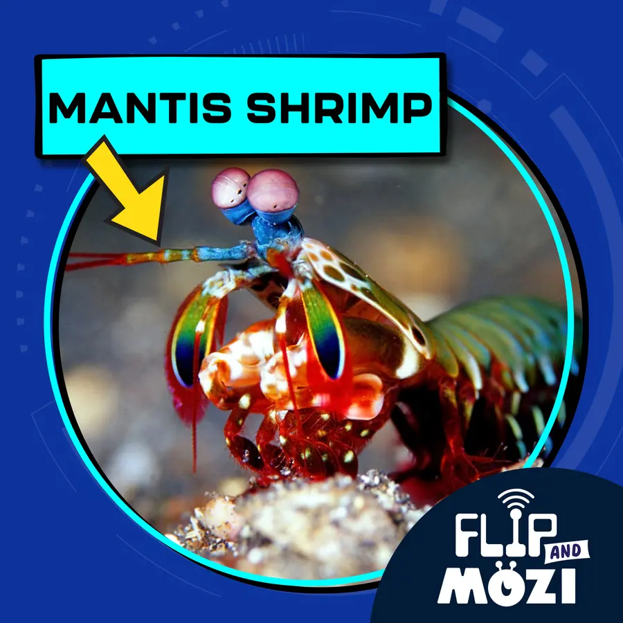 Flip and Mozi