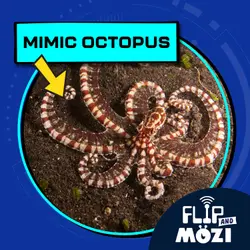 Mimic Octopus (7/3/25)