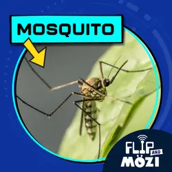 Mosquito (6/29/23)
