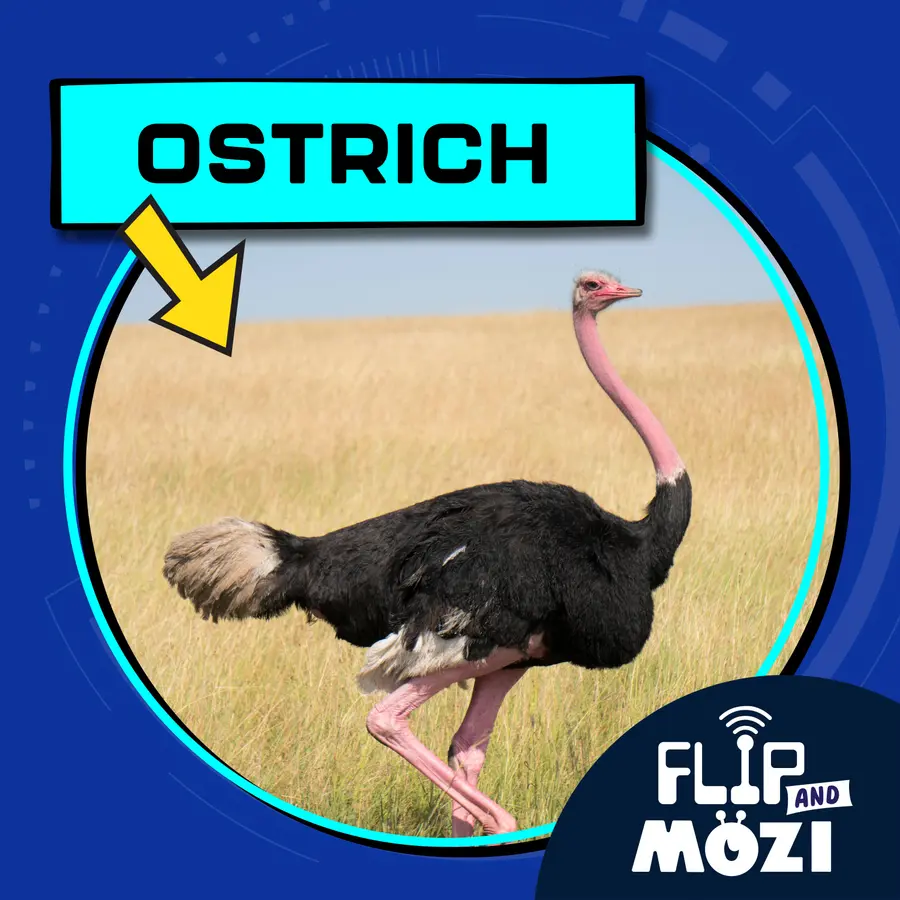 Flip and Mozi