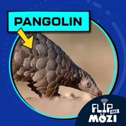 Pangolin