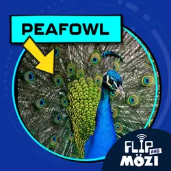 Peafowl