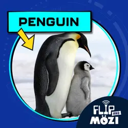 Penguin (8/31/23)