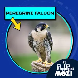 Peregrine Falcon