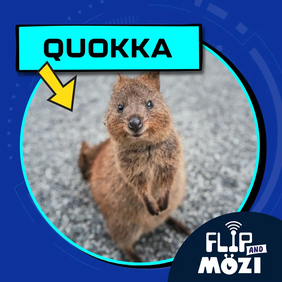 Flip and Mozi