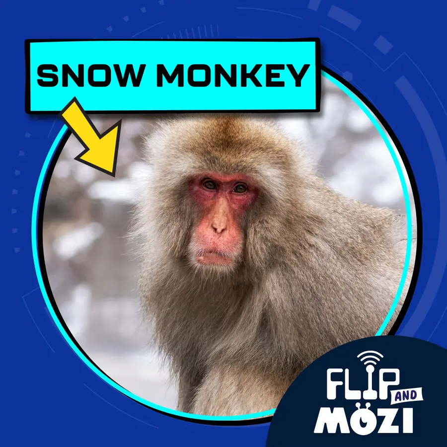 Flip and Mozi