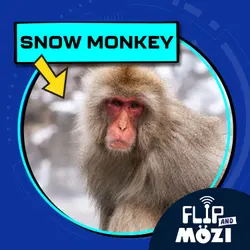 Snow Monkey (7/17/25)