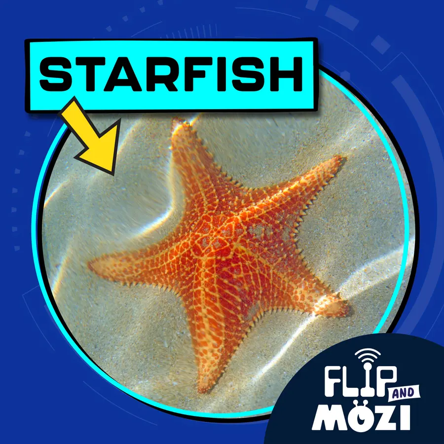 Flip and Mozi