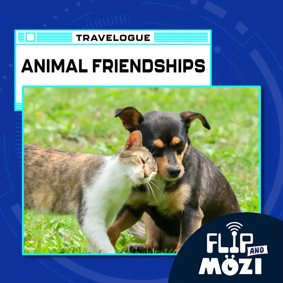 Flip and Mozi