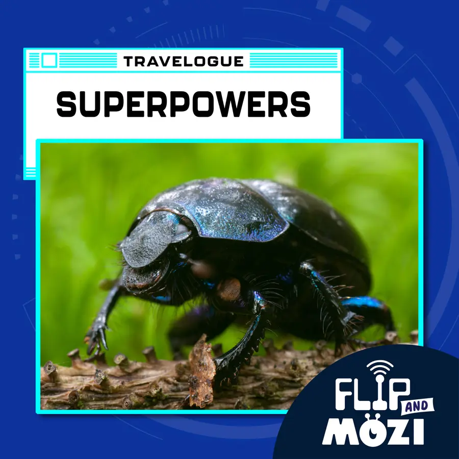 Flip and Mozi