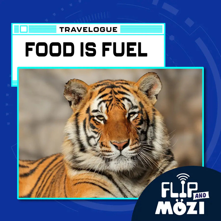 Flip and Mozi