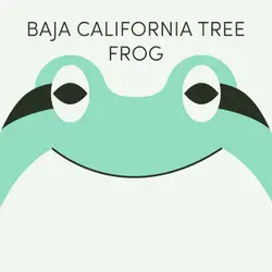 Baja California Tree Frog | Week of July 25th