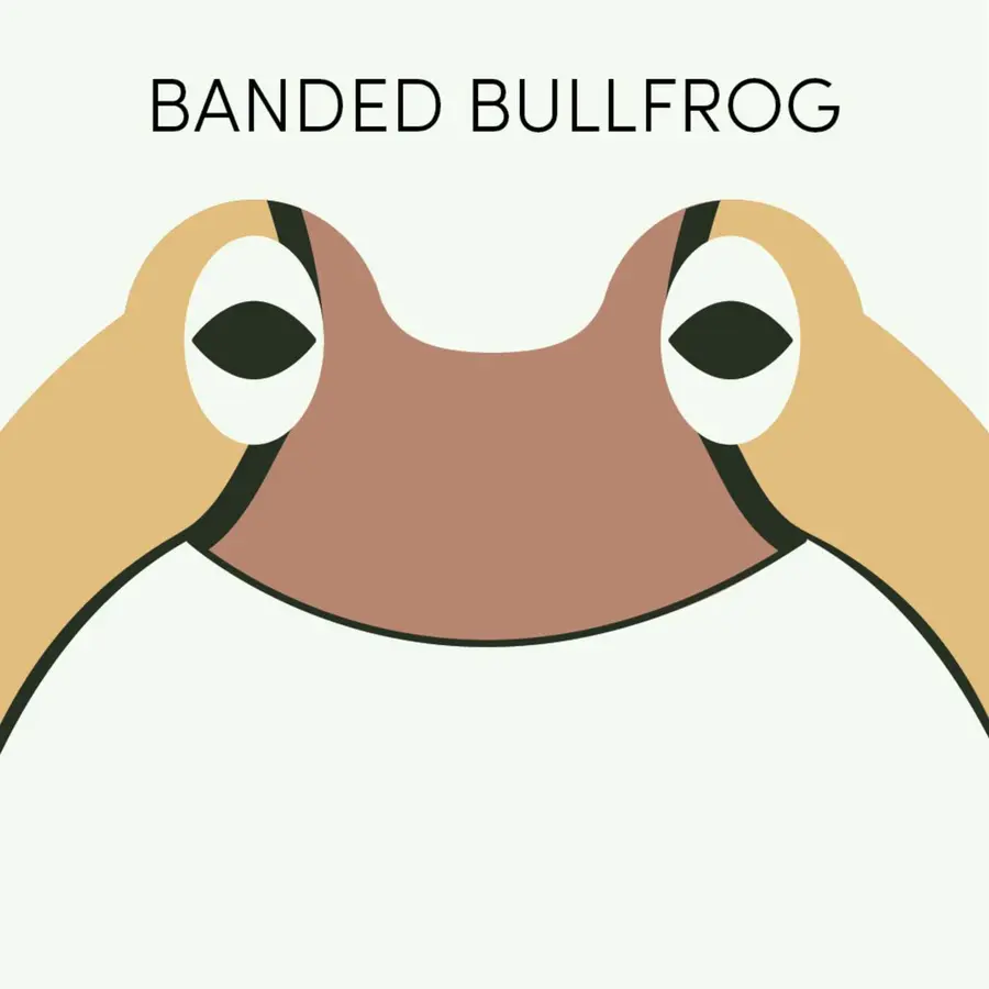 Frog of the Week