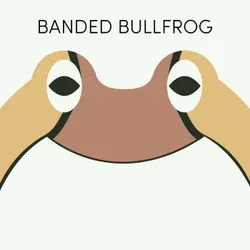 Banded Bullfrog | Week of January 10th