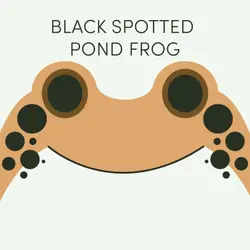 Black Spotted Pond Frog | Week of August 10th