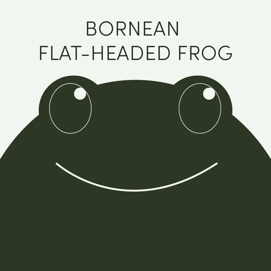 Frog of the Week