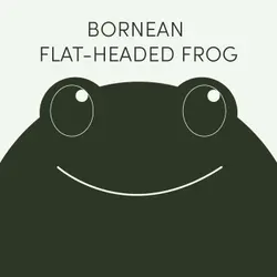 Bornean Flat-Headed Frog | Week of June 10th