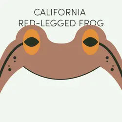 California Red-Legged Frog | Week of November 17th
