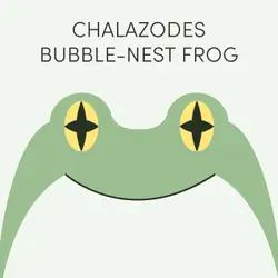 Chalazodes Bubble-Nest Frog | Week of July 29th