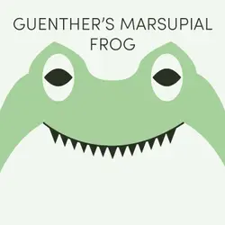 Guenther's Marsupial Frog | Week of September 16th