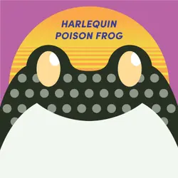 Harlequin Poison Frog | Week of Dartch 6th