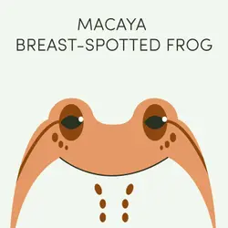 Macaya Breast-Spotted Frog | Week of July 17th