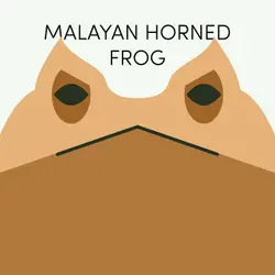 Malayan Horned Frog | Week of July 26th