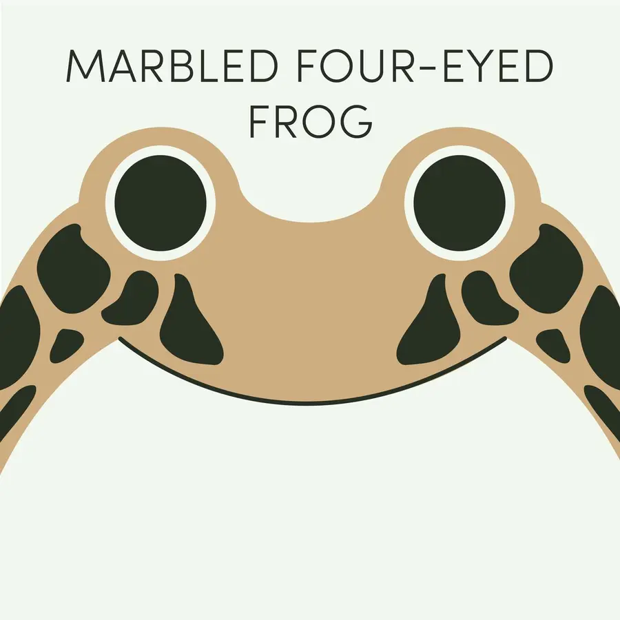 Frog of the Week