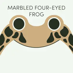Marbled Four-Eyed Frog | Week of July 27th