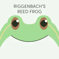 Riggenbach's Reed Frog | Week of February 3rd