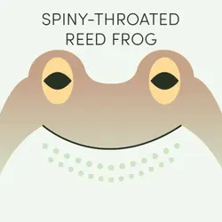 Spiny-Throated Reed Frog | Week of September 30th