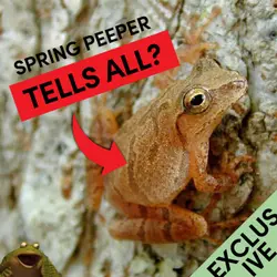 SPRING PEEPER TELLS ALL!!! (Exclusive)