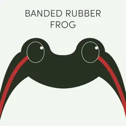 Week of September 8th | Banded Rubber Frog