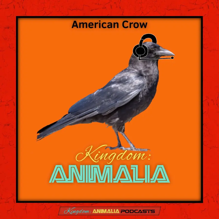Kingdom: Animalia - A Zoology Podcast for Kids