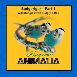 Budgerigar—Part 1: Wild Budgies I