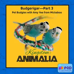 Budgerigar—Part 3: Pet Budgies // Mickaboo’s Amy Yee (Podcasthon 2025)