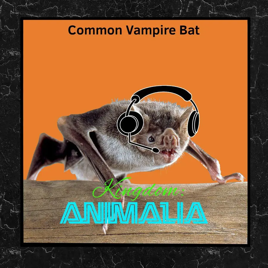 Kingdom: Animalia - A Zoology Podcast for Kids