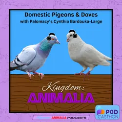 Domestic Pigeons & Doves // Palomacy’s Cynthia Bardouka-Large (Podcasthon 2026)