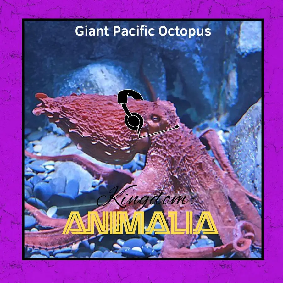 Kingdom: Animalia - A Zoology Podcast for Kids
