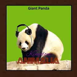 Giant Panda