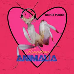 Orchid Mantis (Valentine’s Day 2023)