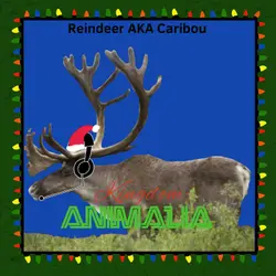 Reindeer/Caribou (Winter 2022)